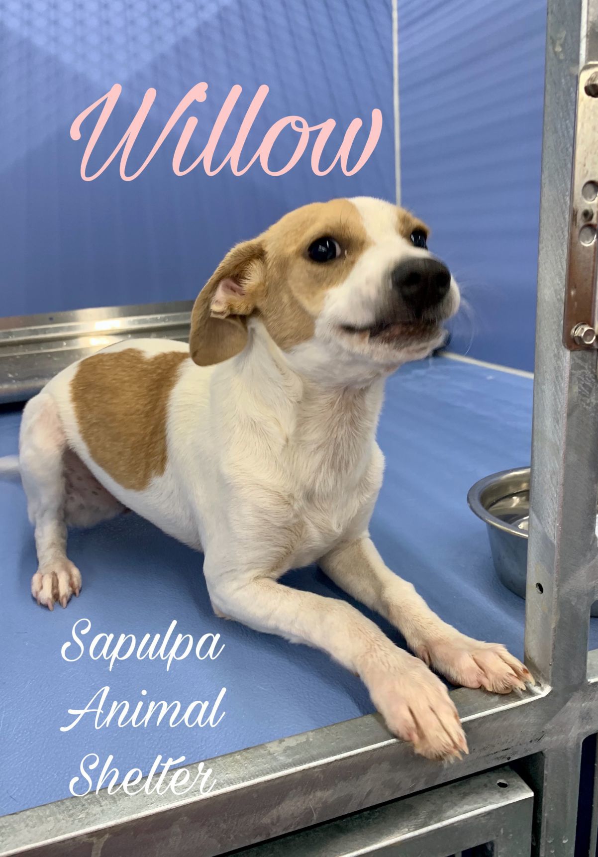 Willow